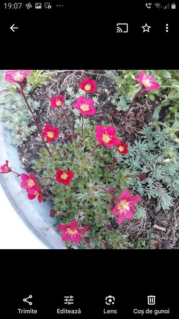 Screenshot_20250424-190736_Photos - CACTUSI SI SUCULENTE