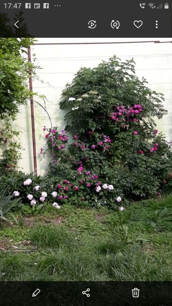 2025 - CURTE SI GRĂDINĂ