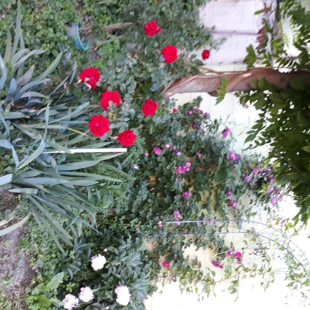  - CURTE SI GRĂDINĂ