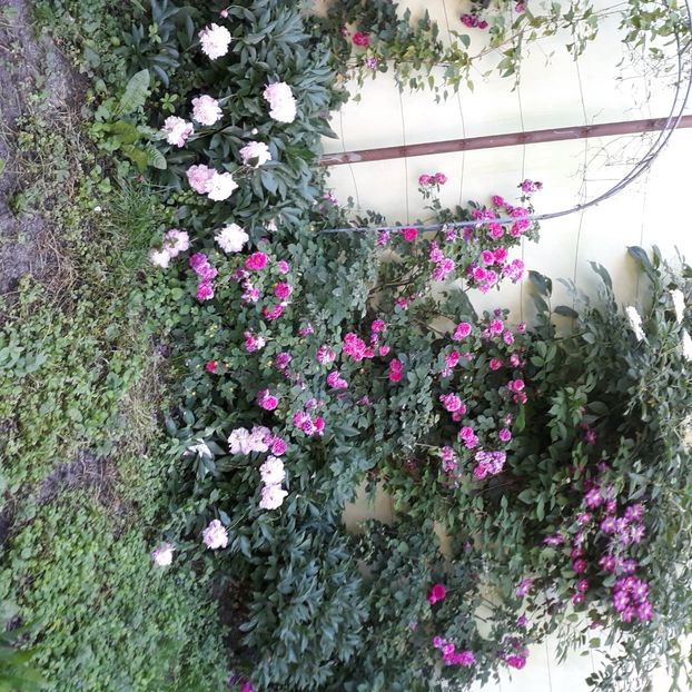  - CURTE SI GRĂDINĂ