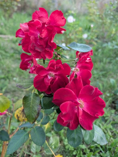 PXL_20250902_160831226 - Dusky Maiden