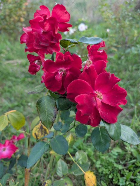 PXL_20250902_160810333 - Dusky Maiden