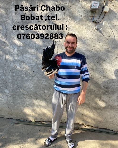 AADC2BBD-E3EF-4D00-9846-9C42BFF80ED7 - Păsări pitici Chabo Bobat 2025