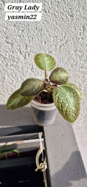 7.09.2025 - 3-Episcia