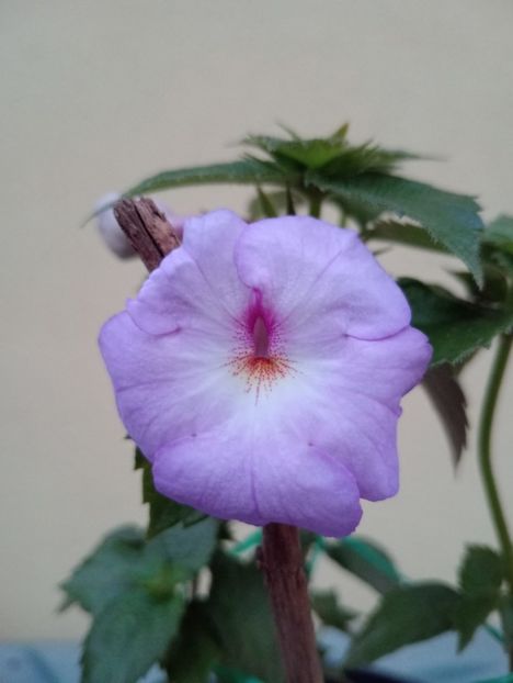 BriDs Yini - - - - 2025