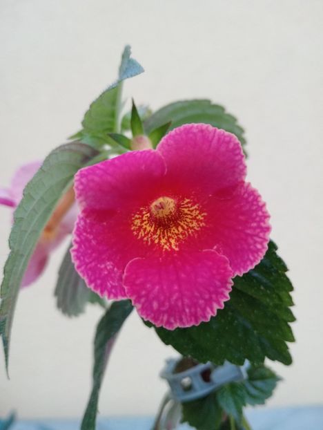  - BriDs Kirsten Pfeiffer