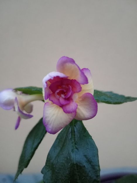 BriDs Marco - - - - 2025