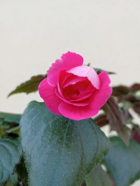 2025 - RFs Pink Swan