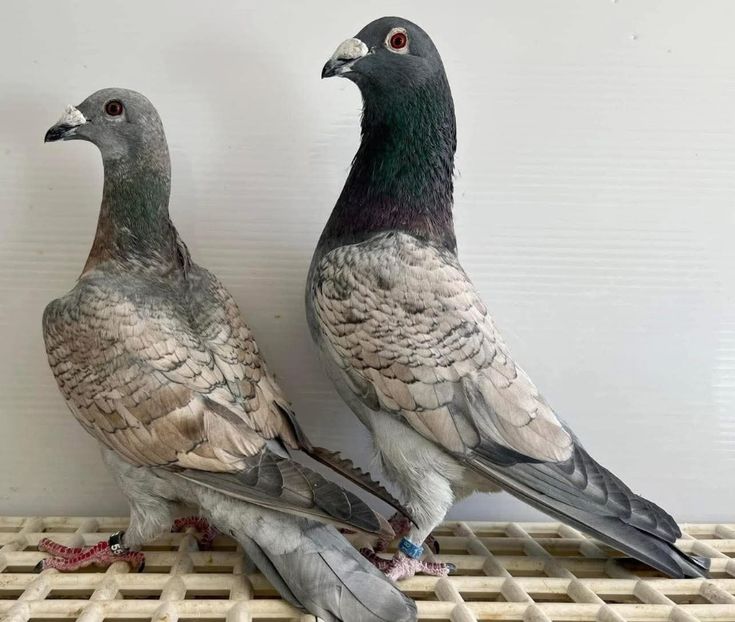  - Nu îmi aparțin 10