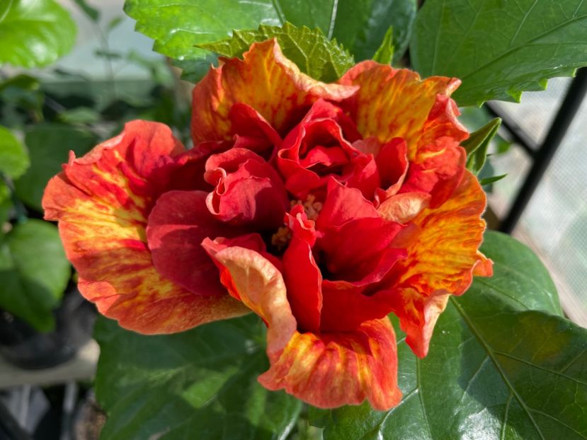  - 0006 - Hibiscusi 2025 - 3