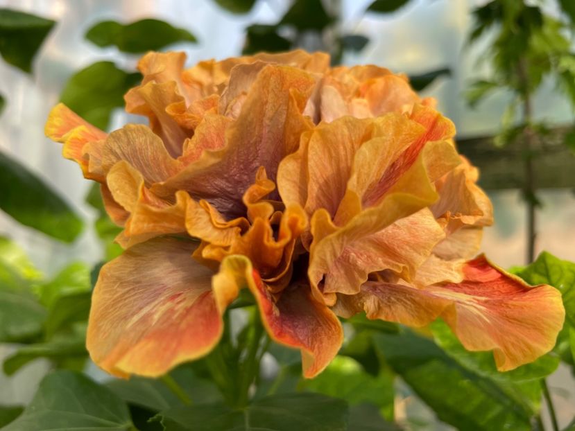  - 0006 - Hibiscusi 2025 - 3