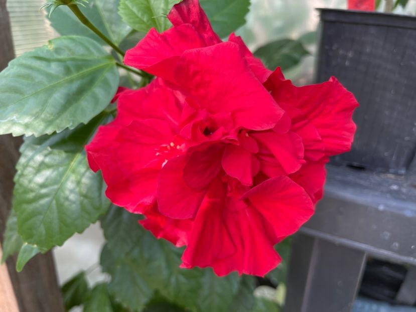  - 0006 - Hibiscusi 2025 - 3