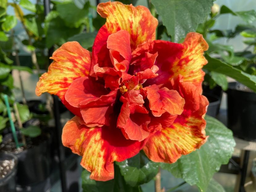  - 0006 - Hibiscusi 2025 - 3