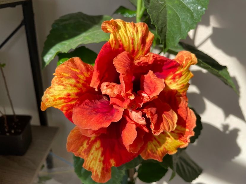  - 0006 - Hibiscusi 2025 - 3