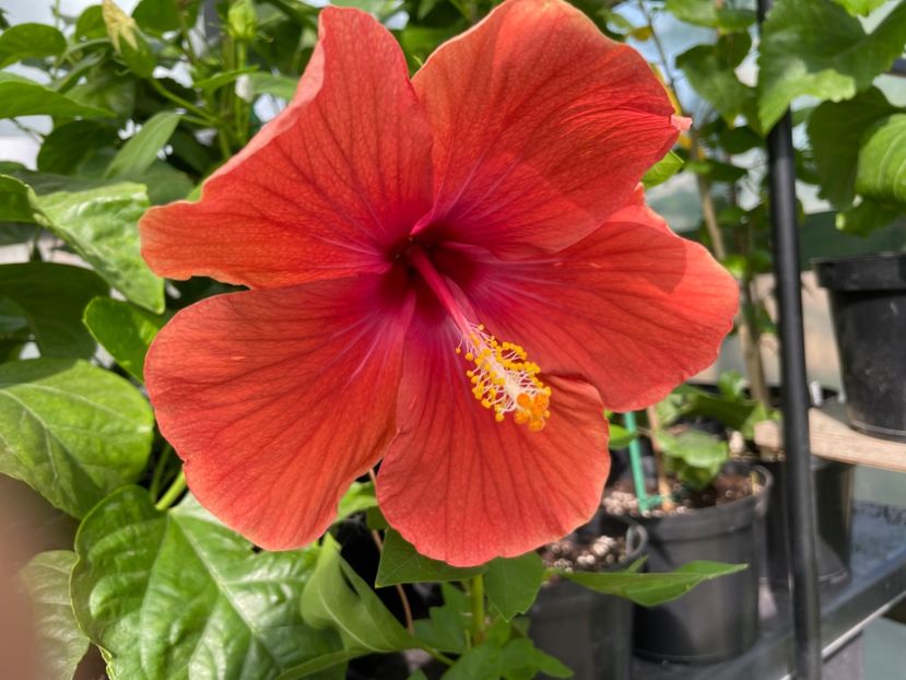  - 0006 - Hibiscusi 2025 - 3
