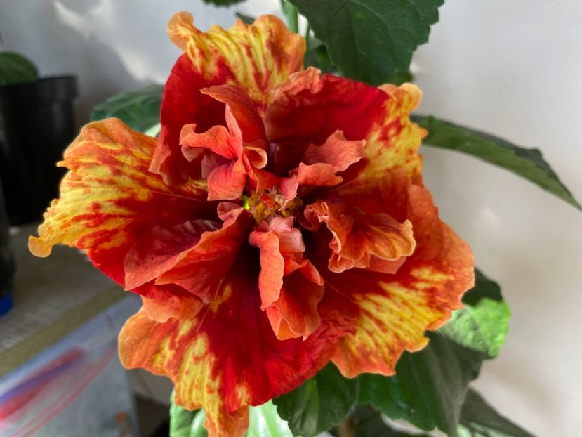 - 0006 - Hibiscusi 2025 - 3