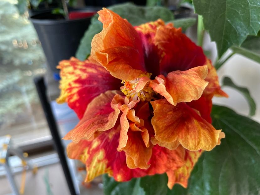  - 0006 - Hibiscusi 2025 - 3