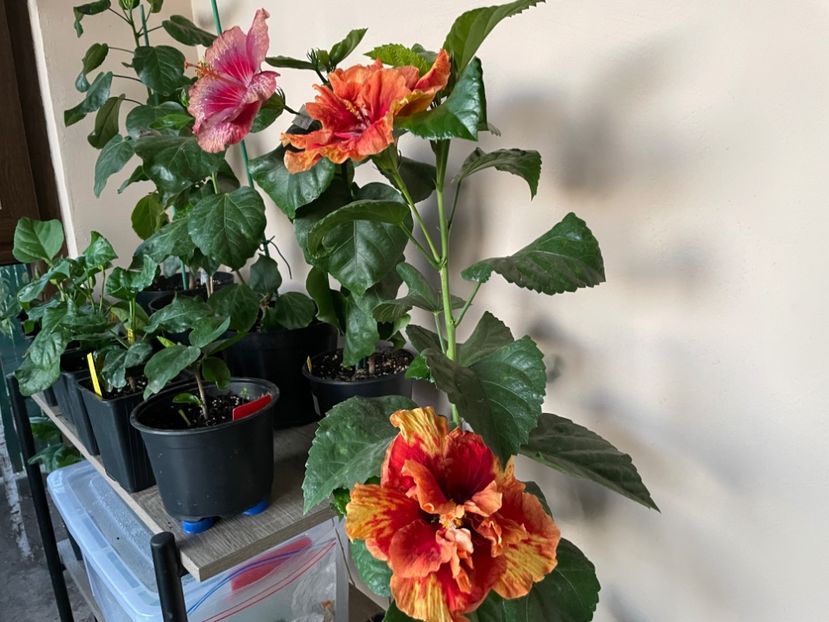  - 0006 - Hibiscusi 2025 - 3