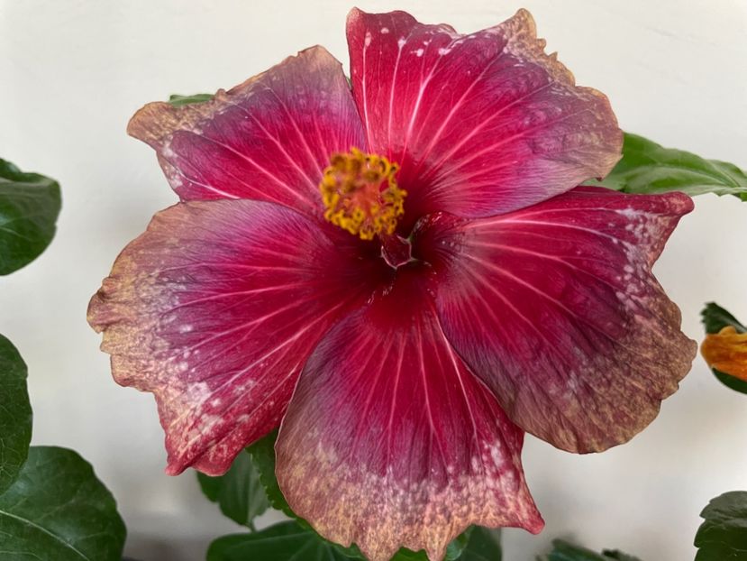  - 0006 - Hibiscusi 2025 - 3