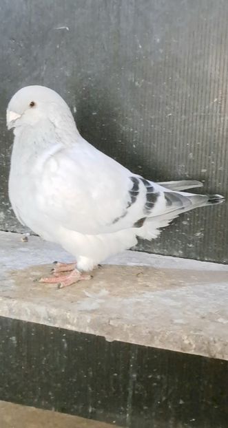 M23 - VOIAJOR ROMANESC DE FRUMUSETE MASCULI