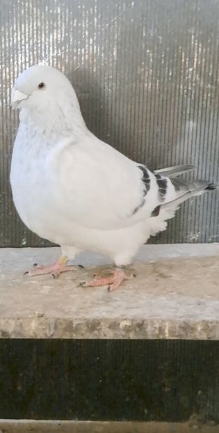 M23 - VOIAJOR ROMANESC DE FRUMUSETE MASCULI