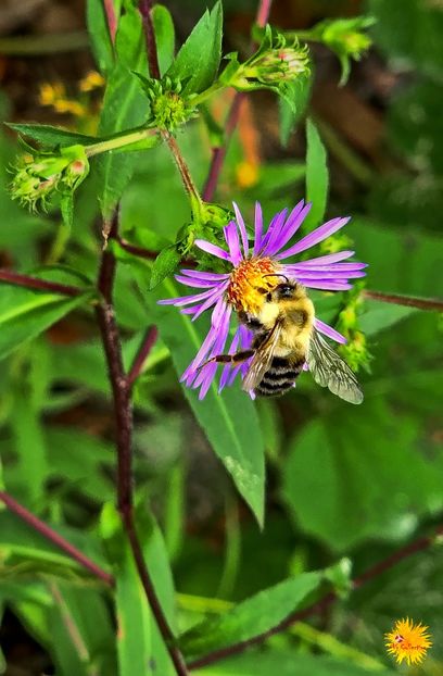WILD FLOWER and Buggie - G - INSECTS
