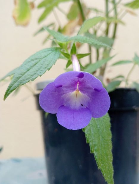 Annie Belle - - - - 2025