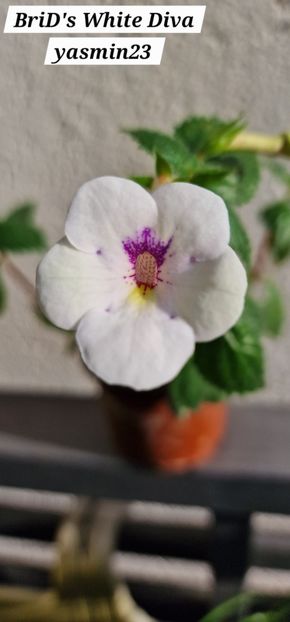 7.09.2025 - BriDs White Diva