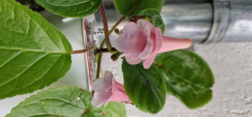  - 1 Adresse internațional cu site de flori