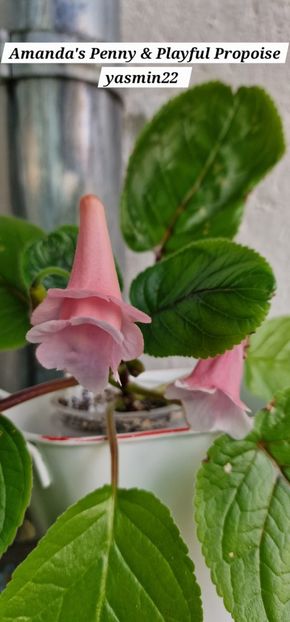 8.09.2025 - Sinningia 2o25