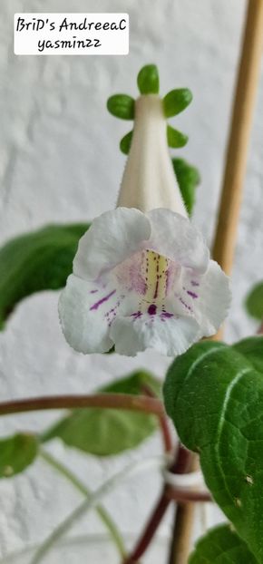 8.09.2025 - Sinningia 2o25