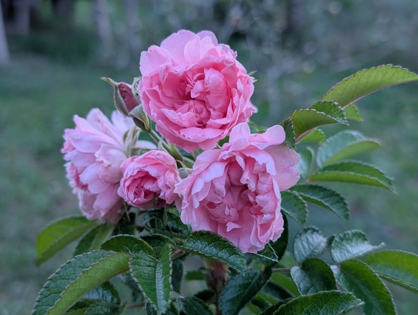 PXL_20250902_155747015 - Pink Grootendorst