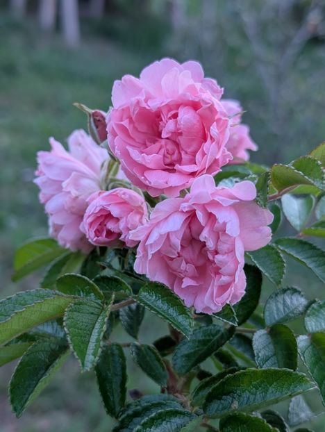 PXL_20250902_155756620 - Pink Grootendorst