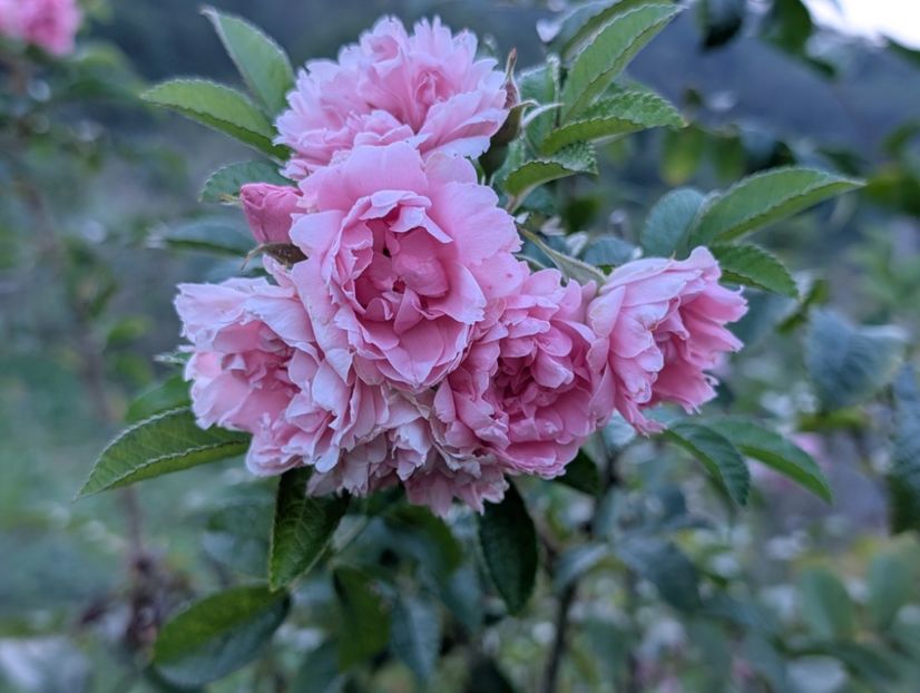 PXL_20250902_155812098 - Pink Grootendorst