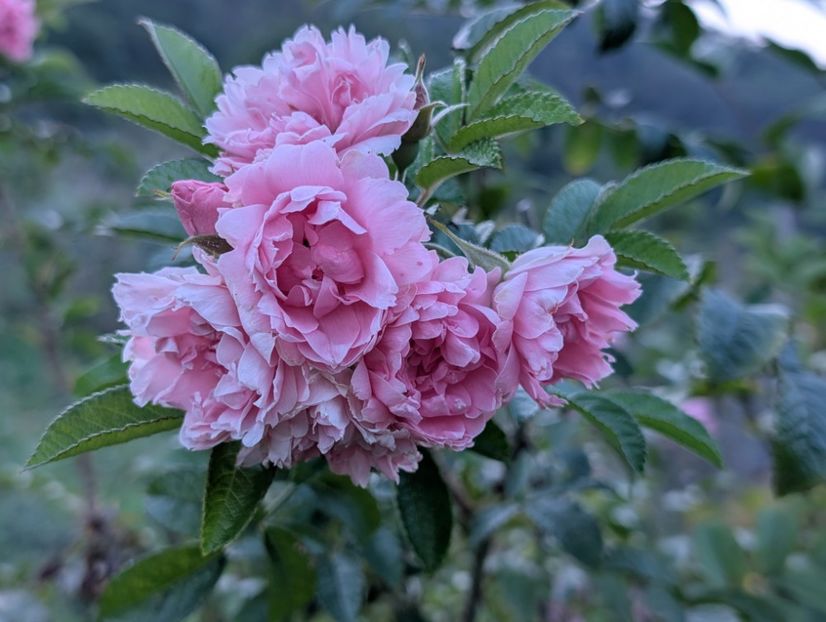 PXL_20250902_155813480 - Pink Grootendorst