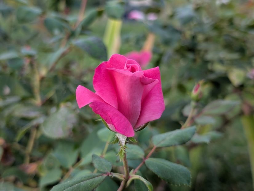 PXL_20250902_160143306 - Knockout