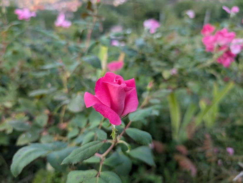 PXL_20250902_160154837 - Knockout