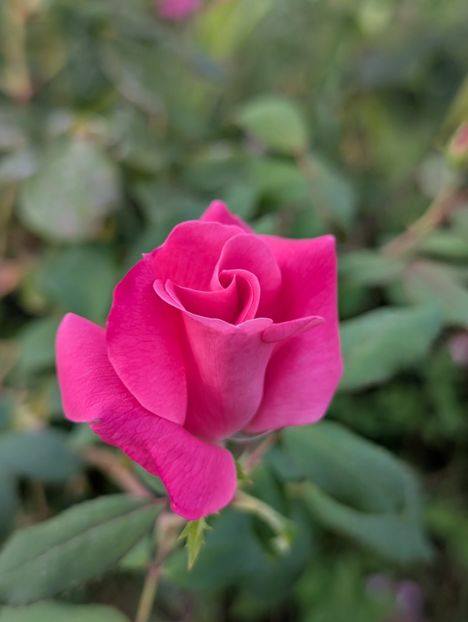 PXL_20250902_160229256 - Knockout