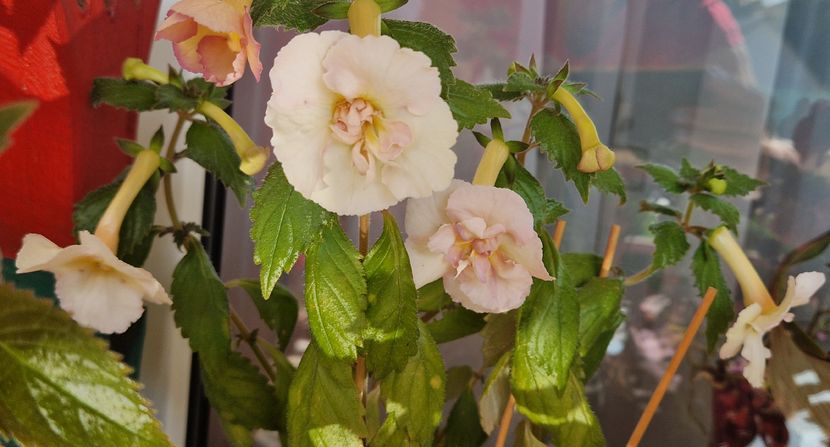  - Yellow English Rose p