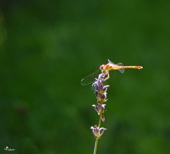 Dragon Fly - G - INSECTS