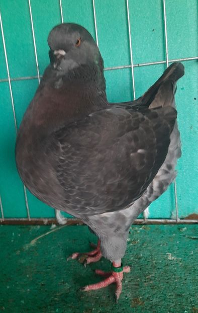 20250906_111006(0) - King 2025