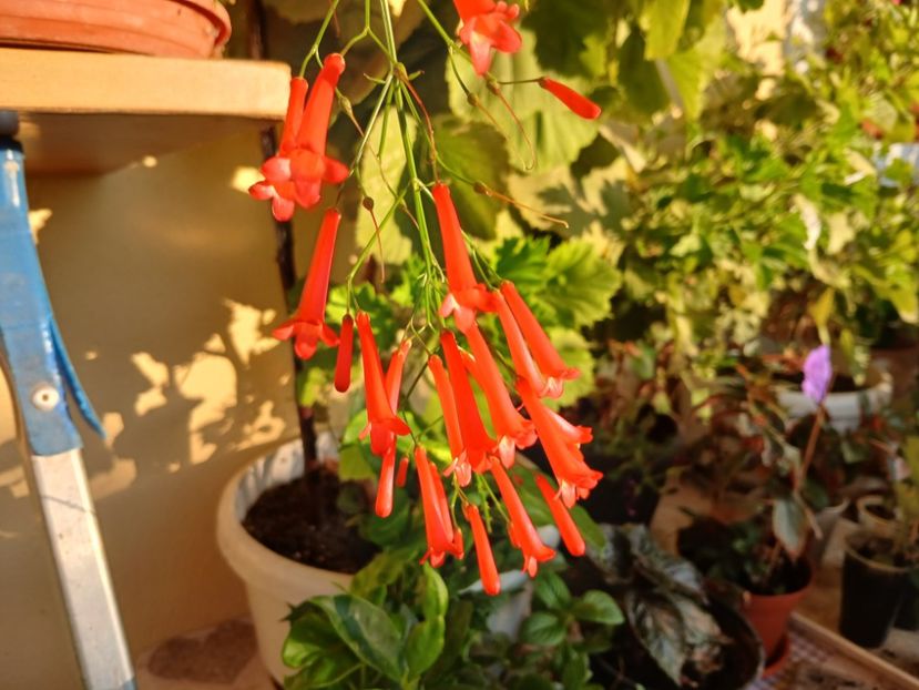  - Rusellia equisetiformis