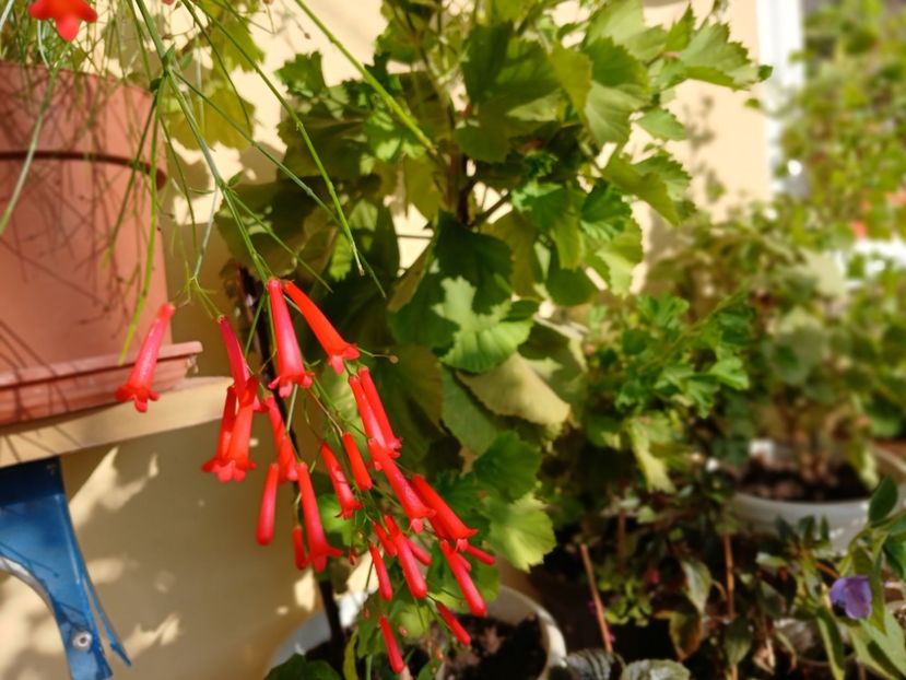  - Rusellia equisetiformis