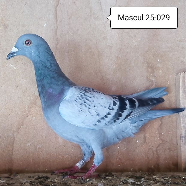 Mascul 25-029 - Porumbei vanduti