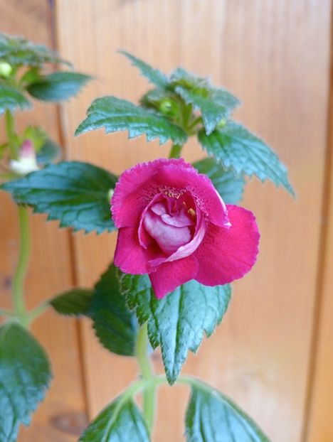 RFs Nirvana - - - - 2025