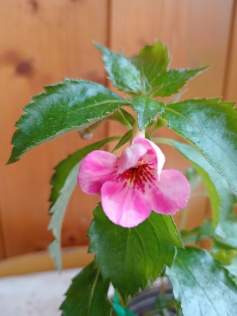 Anastasia - - - - 2025