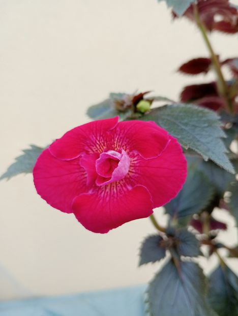  - RFs Silvia Marinovici