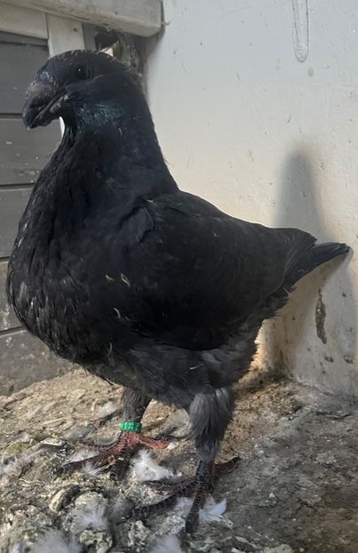 1-0 2025 din P3 - Pui 2025