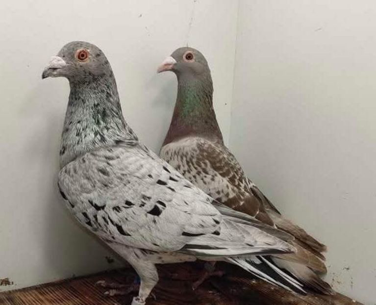  - Nu îmi aparțin 10