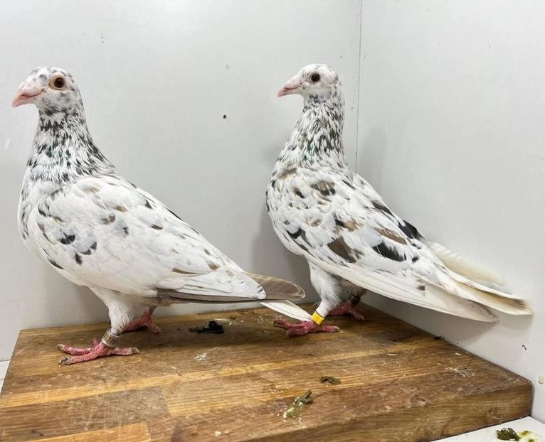  - Nu îmi aparțin 10